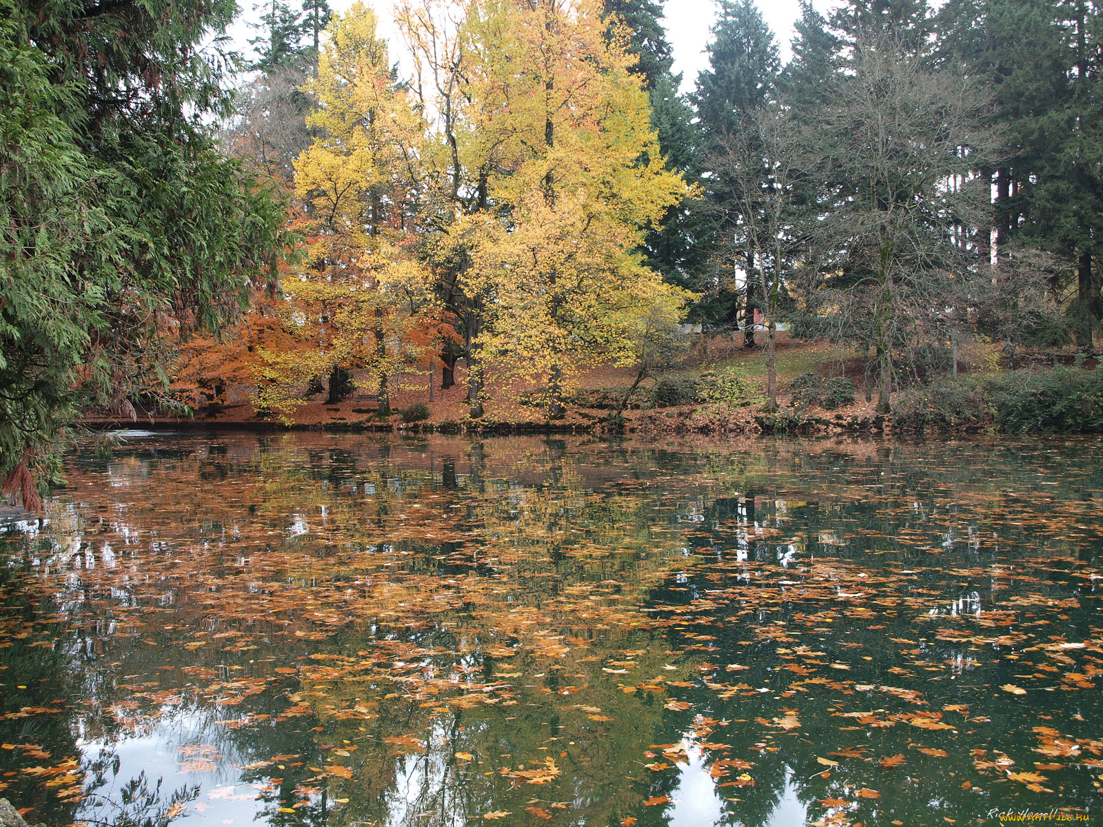 laurel, hurst, park, pond, , 